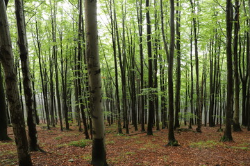bamboo forest in spring