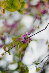 cherry blossom in spring