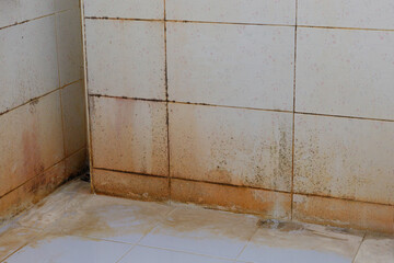 Mold stains on bathroom walls