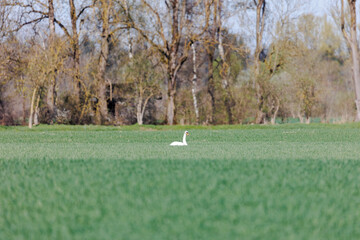 Fototapeta premium A whooper swan sits in a green meadow
