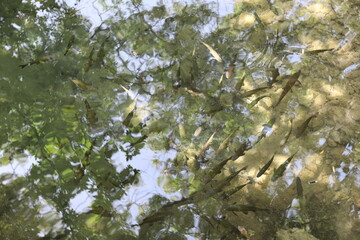 Obraz na płótnie Canvas tree in the forest