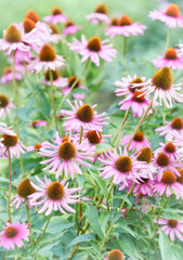 Fototapeta premium Nature background with spring flowers. Selective and soft focus. 