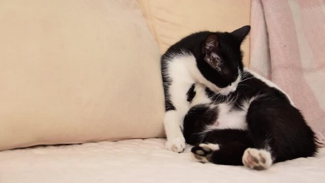 Pregnant cat lying on the sofa cleaning her fur
