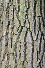 THE TEXTURE OF THE TREE BARK . OAK BARK