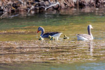 A greylag goose family with two parents and five chicks swims at the water