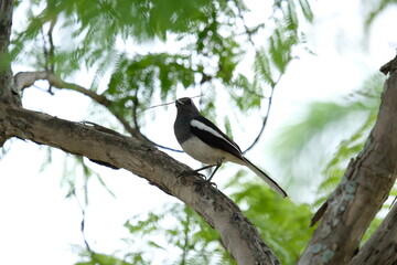 The Oriental magpie robin (a small black and white bird) is on a branch, there is a grass on her mouth for building her nest. 