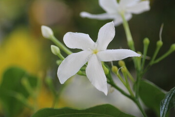 close up of a white cute flower in plant