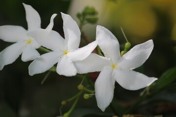 close up of a white cute flowers in plant