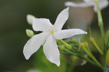 close up of a white cute flower in plant
