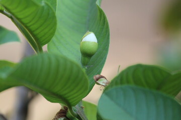 Guava flower bud close up with green leaves 