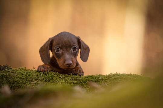 The miniature dachshund puppy in the forest