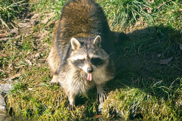 Naklejka na ściany i meble Cute racoon drinking water and sticking out its tounge