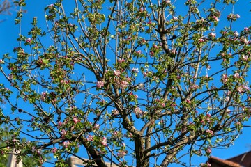 close up of a tree with pink blossoms in spring