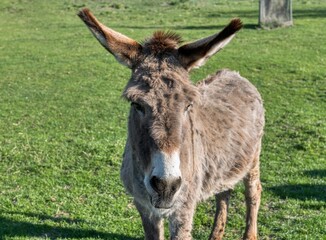 donkey in the meadow