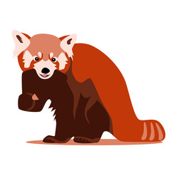 Cute color red panda sitting with food in paw, bear cat feeding, wuld animal front view flat vector illustration