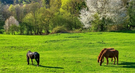 Obraz premium horses in the meadow