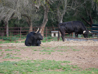Impressive brave bull, black with big horns, lying on the ground, resting in the middle of the field. Concept livestock, bravery, bullfighter, bullfight.