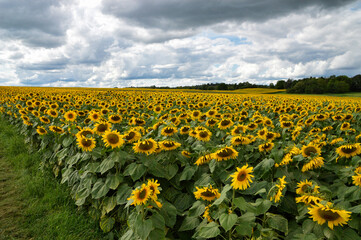 A beautiful sunflower field for making sunflower oil or biofuel.