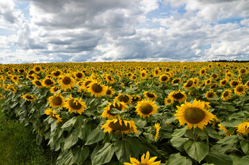 A beautiful sunflower field for making sunflower oil or biofuel.