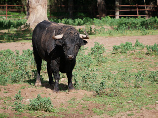 Impressive brave bull, black color with huge horns, in the middle of the field. Concept livestock,...