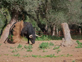 Impressive brave bull, black with huge horns, digging the ground with his paw to throw dirt on himself, in the middle of the field. Concept livestock, bravery, bullfighter, bullfight.