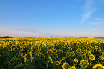 A beautiful sunflower field at dusk for making sunflower oil or biofuel.