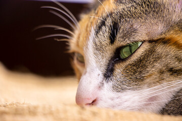 Front view headshot of  sleepy Thai cat. Animal and pets concept.