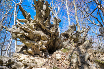 MONTE CUSNA  PRATI DI SARA