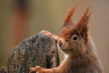 Eichhörnchen auf Baumstumpf