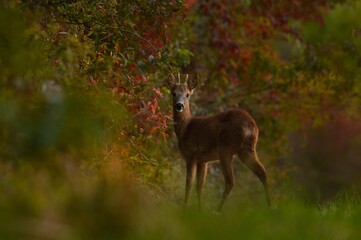 Rehbock im Herbst
