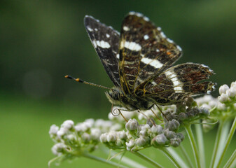 Ein brauner Pyrgus Schmetterling auf einer weißer Blume.