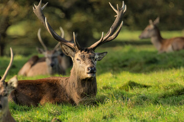 Majestic Red Deer Stag with Huge Antlers. 