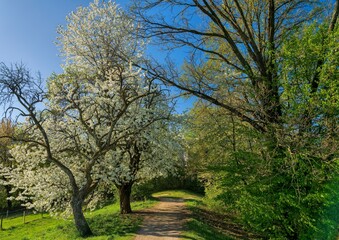 Obraz premium blooming trees in the park in spring