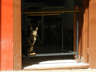 Gato