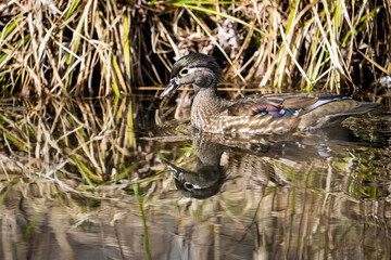 Naklejka na ściany i meble Female Wood Duck resting on a pond