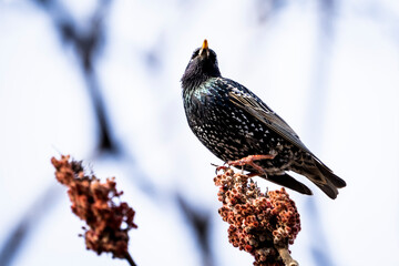 European starling perched on a branch at the top of a tree.