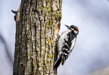 Downy Woodpecker in search of food on a tree trunk.