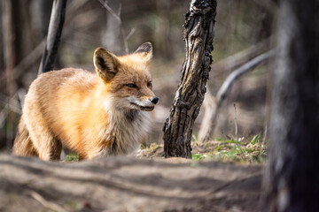 Adult Red fox guarding its den in springtime.