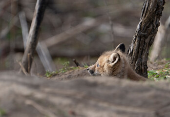 Naklejka premium Red fox cub resting at its den in springtime.