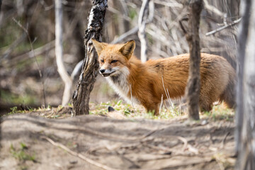 Adult Red fox guarding its den in springtime.