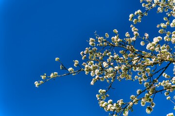 branch of a tree with blossoms in spring