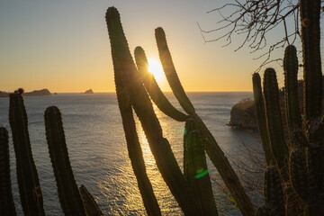 Sunset beach landscape. Place with cactus