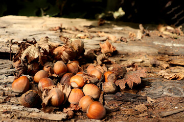 hazelnuts, nuts. autumn, season, nature, old house, yard, autumn leaves, color, brown, wood 