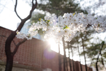 벚꽃 사이로 비치는 햇살