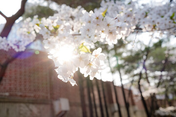 햇볕에 빛나는 벚꽃잎