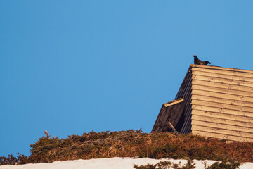 the courtship dance of a black grouse, lyrurus tetrix, at the morning on the mountains in spring