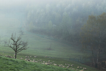 A herd of sheep in the pasture in the morning
