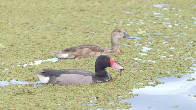 Pair of rosy-billed pochard, netta peposaca gliding across the lake, foraging on the aquatic invertebrates and pond weeds during mating season in its natural habitat.
