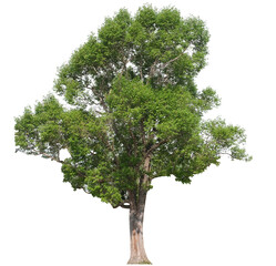 tropical green tree side view isolated on white background for landscape and architecture drawing,...