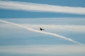 a black grouse female, tetrao tetrix, is flying in the air